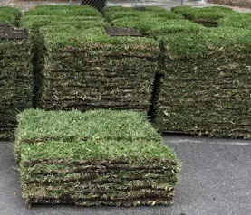 sod-stacks Sod Varieties