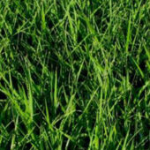 Argentine Bahia Sod Varieties