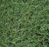 Celebration Bermuda Sod Varieties