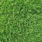Empire Zoysia Sod Varieties