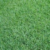 St. Augustine Floratam Sod Varieties