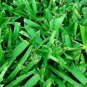 St. Augustine Seville Sod Varieties