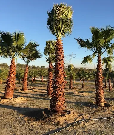 Landscape trees