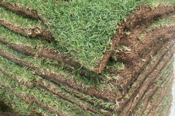 Premium Sod